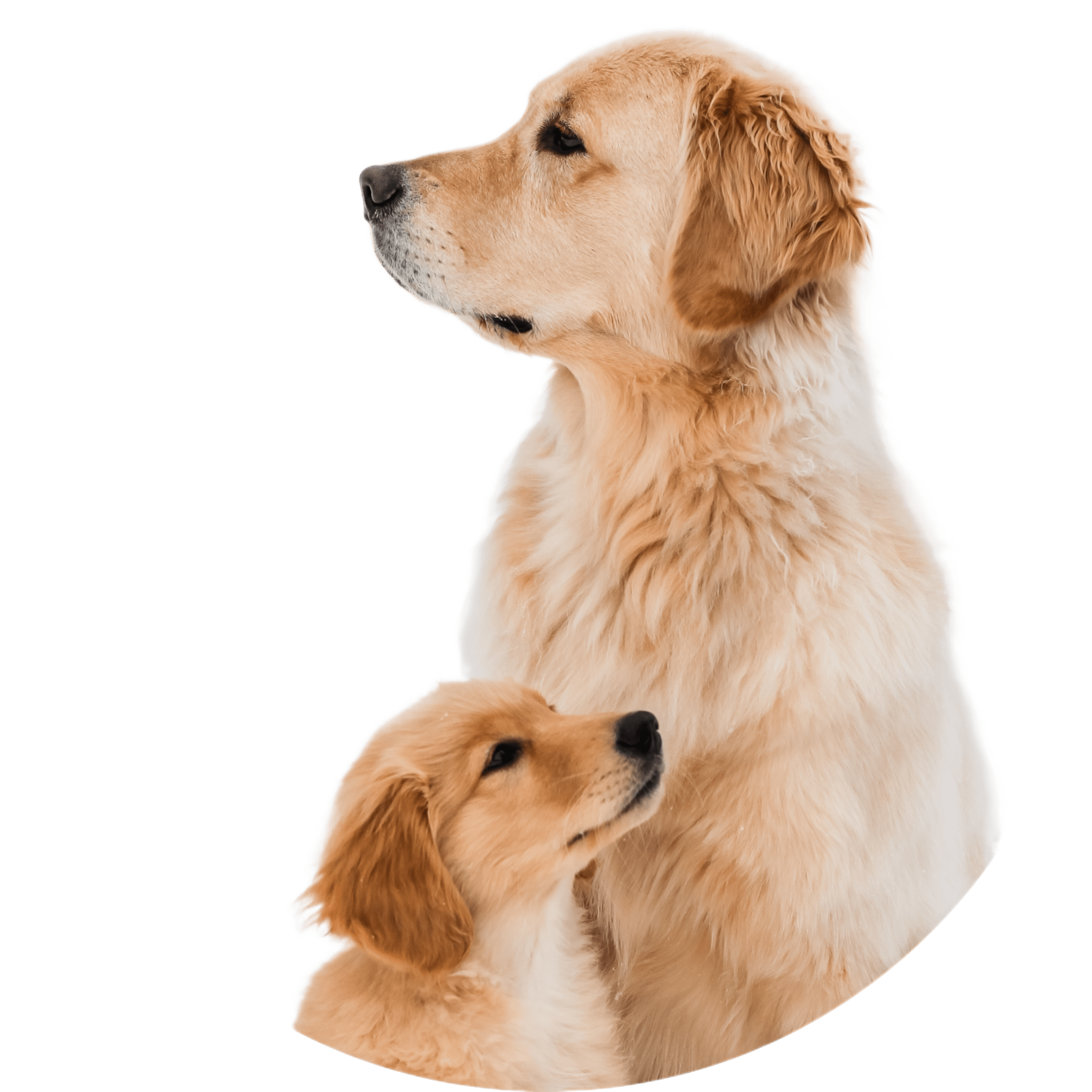 Good Boy